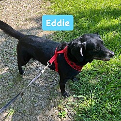 Thumbnail photo of Eddie #2