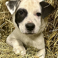 Thumbnail photo of Hayride Herman #2