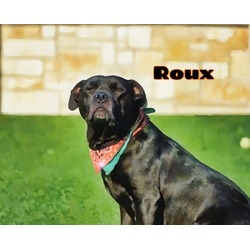 Thumbnail photo of Roux #1