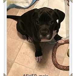 Photo of Asher