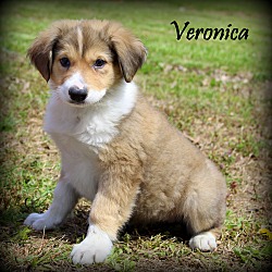 Thumbnail photo of Veronica~adopted! #1