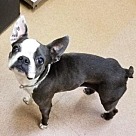 Boston Terrier Puppies - Boston Terrier Rescue and Adoption