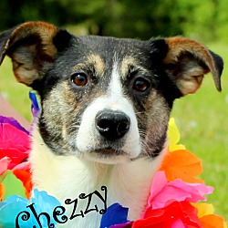 Thumbnail photo of Chezzy~adopted! #1
