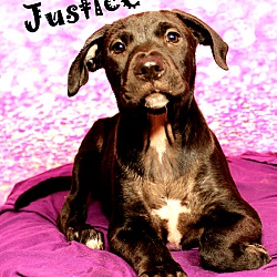Thumbnail photo of Justice~adopted! #1