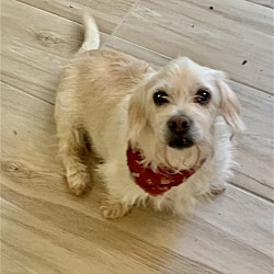 Photo of Chewy