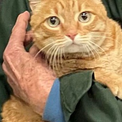 Photo of OK (orange kitty)