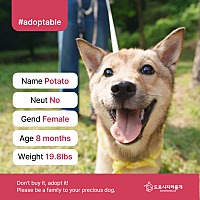 adopt a pet