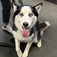 adopt a pet