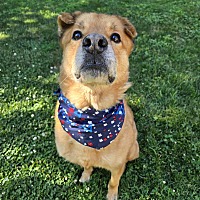adopt-pet