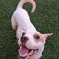 adopt a pet