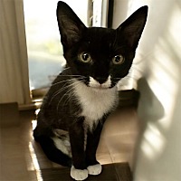 adopt a pet