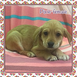Thumbnail photo of Pixie (etaa) #1