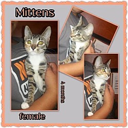 Thumbnail photo of Mittens #1