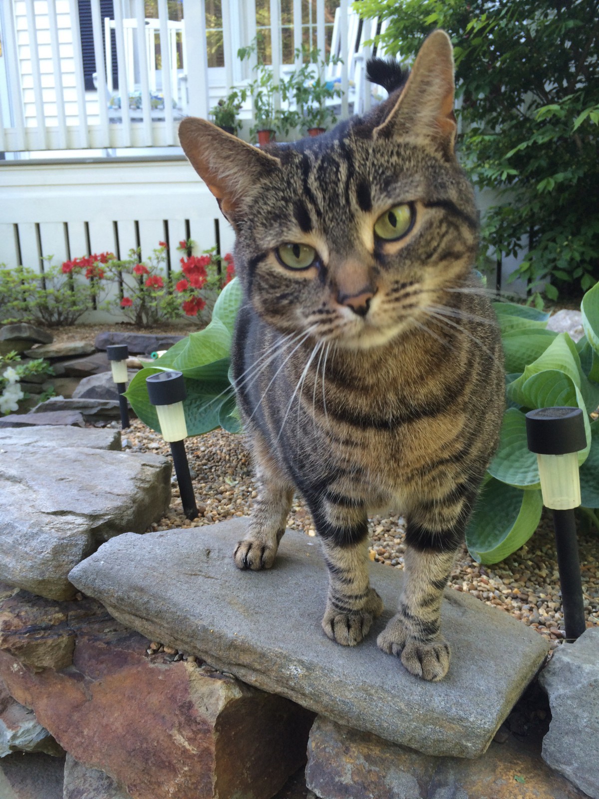  Adopt  Pumpkin A Brown  Tabby Domestic Shorthair Mixed Cat  