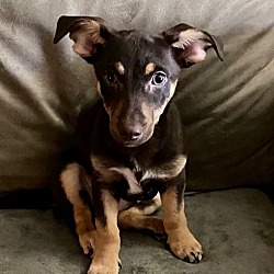 Noahs Bark in Manhattan Beach, California