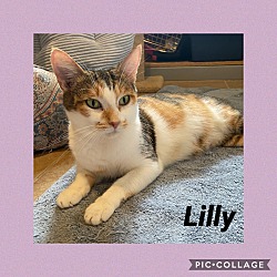 Thumbnail photo of Lilly #2