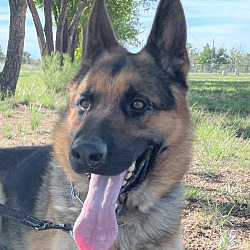 Front Range German Shepherd Rescue In Denver Colorado