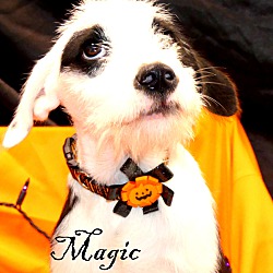 Thumbnail photo of Magic~adopted! #1