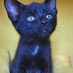 Thumbnail photo of Tourmalina's kitten Saphire #2