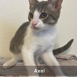 Thumbnail photo of Axel #1