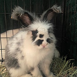 Photo of Rigatoni