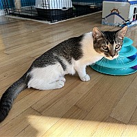 adopt a pet