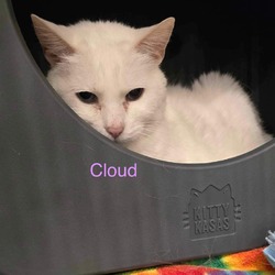 Thumbnail photo of Cloud #1
