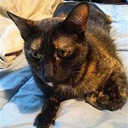 Photo of MAKI - Offered by Owner - Tortie Girl