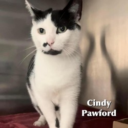 Photo of Cindy Pawford