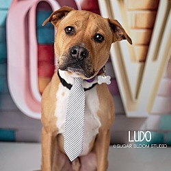 Thumbnail photo of Ludo #1