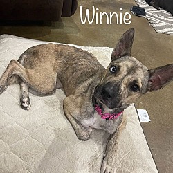 Thumbnail photo of Winnie - Wonderful gal! #1