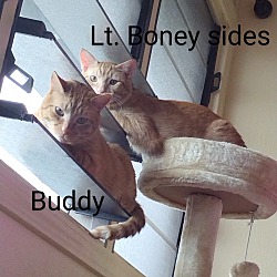 Thumbnail photo of Lt. Boney Sides #3