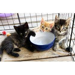 Thumbnail photo of 7 Kittens Need Homes- Orange, Calico Mixed #4