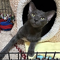 adopt a pet