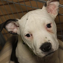 Thumbnail photo of Henry-Adopted! #3