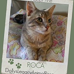 Thumbnail photo of ROCA #1