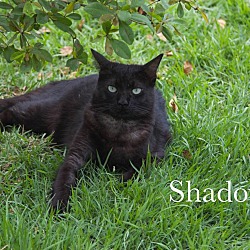 Thumbnail photo of Shadow #2