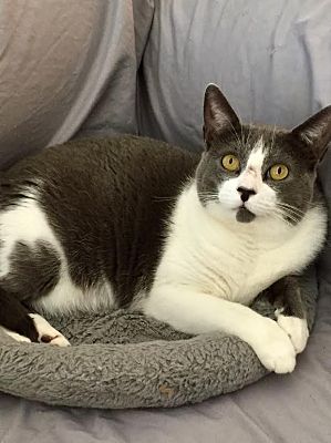 Los Angeles, CA - Domestic Shorthair. Meet Dee a Pet for Adoption ...