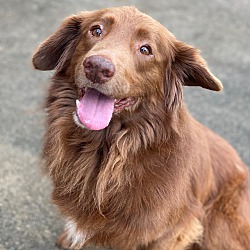 Sunshine Golden Retriever Rescue in New Canaan, Connecticut