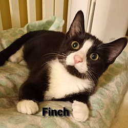 Thumbnail photo of Finch, Piper( Adopted Phoenix #3