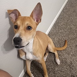 Photo of Mochi