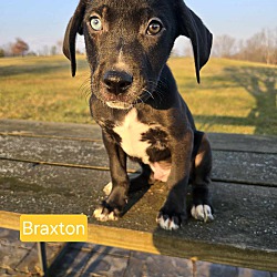 Photo of Braxton( I have a blue eye)