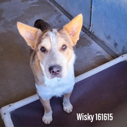 Photo of Wisky