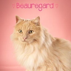 Photo of Beauregard