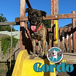 Thumbnail photo of Gordo "puppy" Padilla Water Dog extraordinaire #1