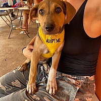 adopt a pet