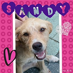 Thumbnail photo of Sandy #2