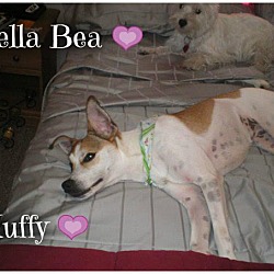 Thumbnail photo of Bella Bea & Muffy (pom-dc) #4