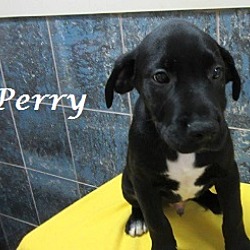 Thumbnail photo of Perry #2