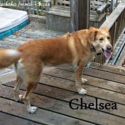 Thumbnail photo of Chelsea - Adopted January 2017 #4